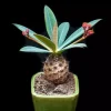 Euphorbia Pachypodioides Seeds - Rare Succulent Cactus, 5 Seed Pack, Outdoor - Image 1