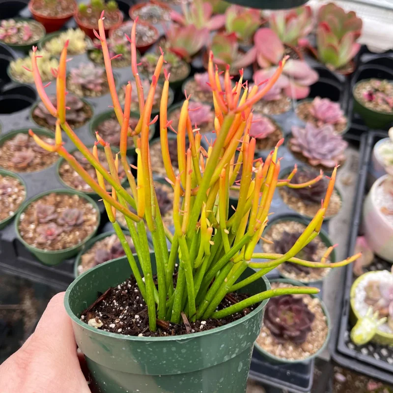 Euphorbia Tirucalli 'Sticks on Fire' Succulent Live Plant - 2 Inch Pot - Image 2