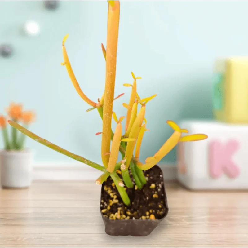 Euphorbia Tirucalli 'Sticks on Fire' Succulent Live Plant - 2 Inch Pot - Image 1