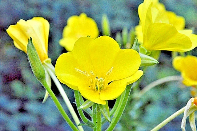 Evening Primrose Seeds - 513 Count, Large Yellow Flowers, Oenothera Biennis, Outdoor - Image 2