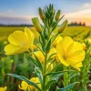 Evening Primrose Seeds - 513 Count, Large Yellow Flowers, Oenothera Biennis, Outdoor - Image 1