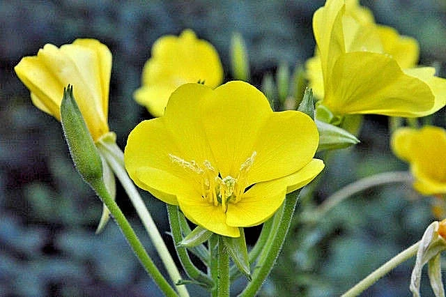 Evening Primrose Seeds - Large Yellow Flowers, Oenothera Biennis, 519 Bulk Seeds, Outdoor - Image 2