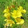 Evening Primrose Seeds - Large Yellow Flowers, Oenothera Biennis, 519 Bulk Seeds, Outdoor - Image 1