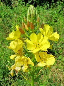 Evening Primrose Seeds - Large Yellow Flowers, Oenothera Biennis, 519 Bulk Seeds, Outdoor - Image 1
