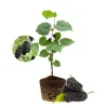 Everbearing Mulberry Tree Live Plant – 8-12 Inches Tall – Sweet Berries – Outdoor - Image 1
