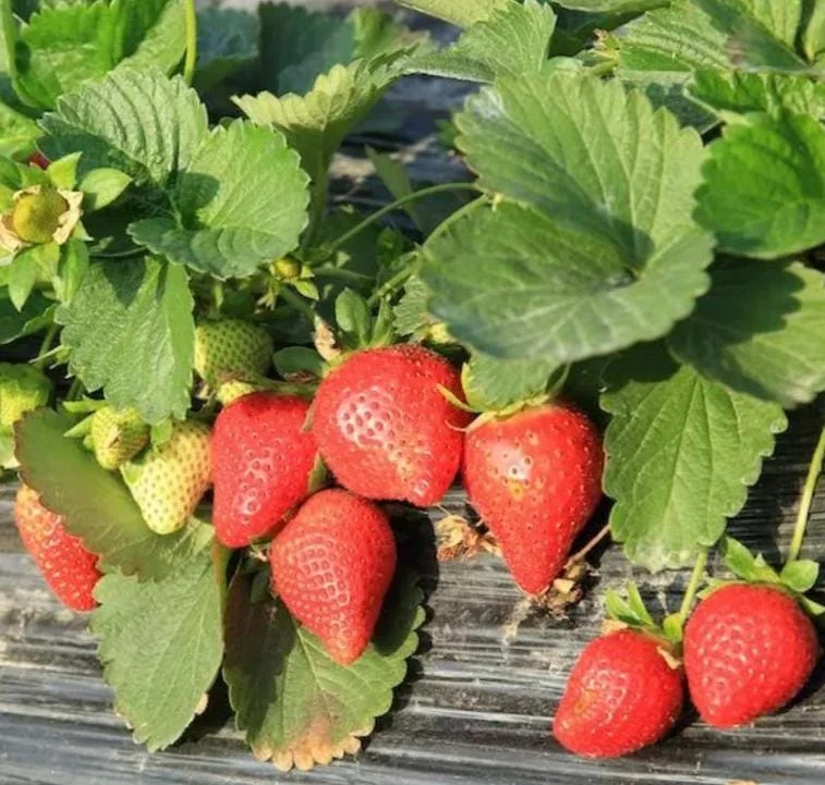 Everbearing Strawberry Live Plant - 3-6 inch Tall - 3 inch Pot - Fragaria x ananassa Everbearing Strawberry Live Plant - 3-6 inch Tall - 3 inch Pot - Fragaria x ananassa - Image 2