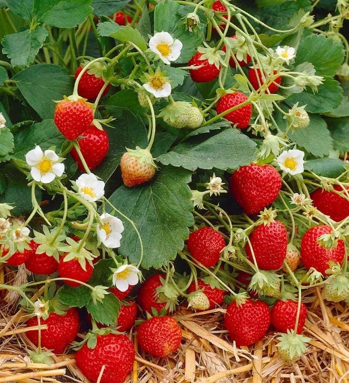 Everbearing Strawberry Live Plant - 3-6 inch Tall - 3 inch Pot - Fragaria x ananassa Everbearing Strawberry Live Plant - 3-6 inch Tall - 3 inch Pot - Fragaria x ananassa - Image 3