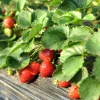 Everbearing Strawberry Live Plant - 3-6 inch Tall - 3 inch Pot - Fragaria x ananassa Everbearing Strawberry Live Plant - 3-6 inch Tall - 3 inch Pot - Fragaria x ananassa - Image 1