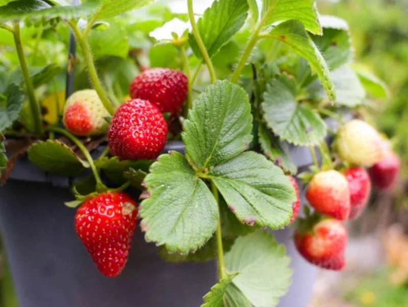 Everbearing Strawberry Live Plant - 3-6 inch Tall - 3 inch Pot - Fragaria x ananassa Everbearing Strawberry Live Plant - 3-6 inch Tall - 3 inch Pot - Fragaria x ananassa - Image 4