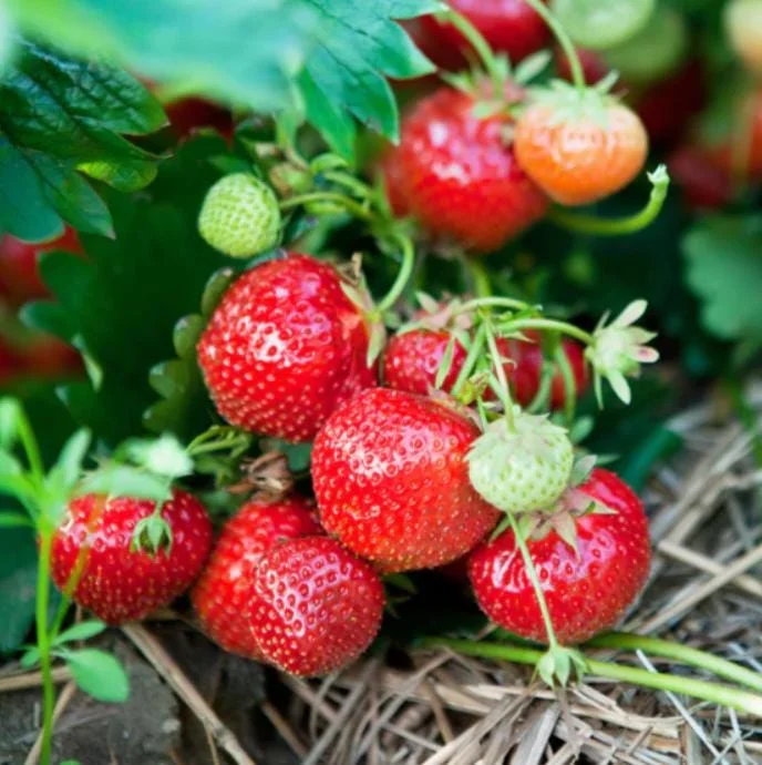 Everbearing Strawberry Live Plant - 3-6 inch Tall - 3 inch Pot - Fragaria x ananassa Everbearing Strawberry Live Plant - 3-6 inch Tall - 3 inch Pot - Fragaria x ananassa - Image 5