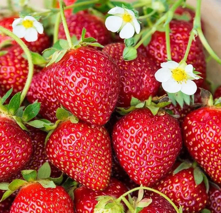 Everbearing Strawberry Live Plant - 3-6 inch Tall - 3 inch Pot - Fragaria x ananassa Everbearing Strawberry Live Plant - 3-6 inch Tall - 3 inch Pot - Fragaria x ananassa - Image 6