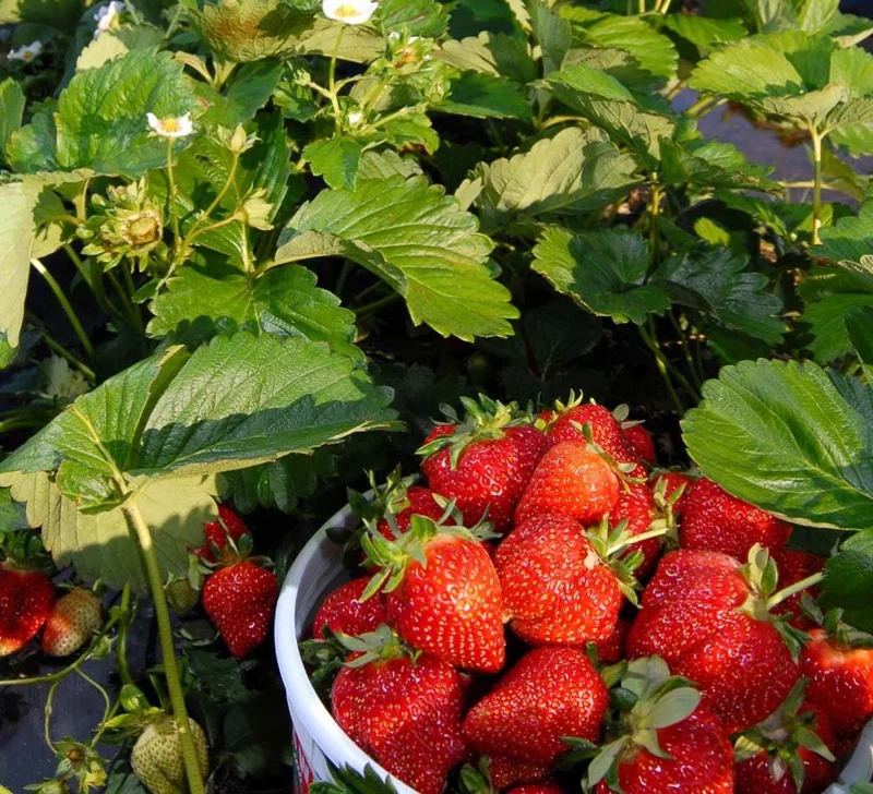 Everbearing Strawberry Live Plant – 3 Inch Pot – Sweet Edible Berries – Outdoor Everbearing Strawberry Live Plant – 3 Inch Pot – Sweet Edible Berries – Outdoor - Image 10