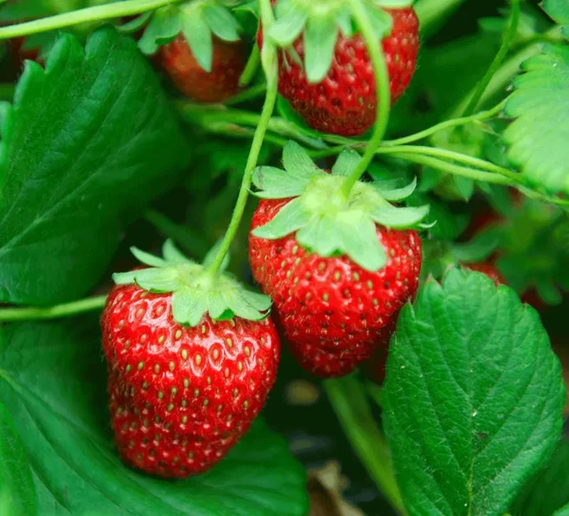 Everbearing Strawberry Live Plant – 3 Inch Pot – Sweet Edible Berries – Outdoor - Image 2