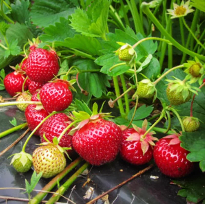 Everbearing Strawberry Live Plant – 3 Inch Pot – Sweet Edible Berries – Outdoor Everbearing Strawberry Live Plant – 3 Inch Pot – Sweet Edible Berries – Outdoor - Image 3