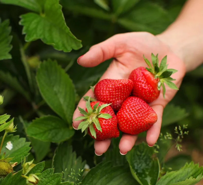 Everbearing Strawberry Live Plant – 3 Inch Pot – Sweet Edible Berries – Outdoor Everbearing Strawberry Live Plant – 3 Inch Pot – Sweet Edible Berries – Outdoor - Image 4