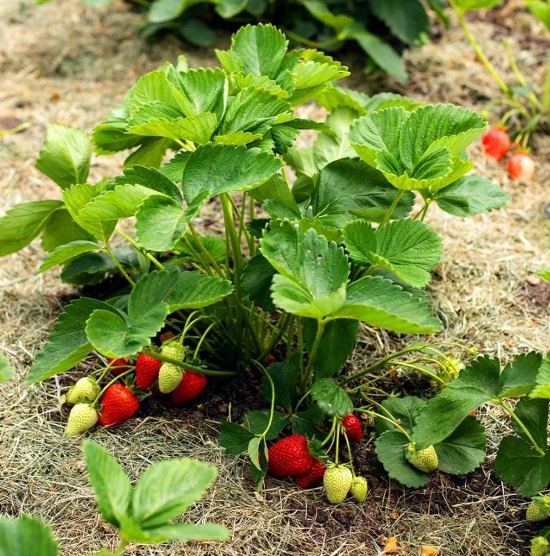 Everbearing Strawberry Live Plant – 3 Inch Pot – Sweet Edible Berries – Outdoor Everbearing Strawberry Live Plant – 3 Inch Pot – Sweet Edible Berries – Outdoor - Image 6