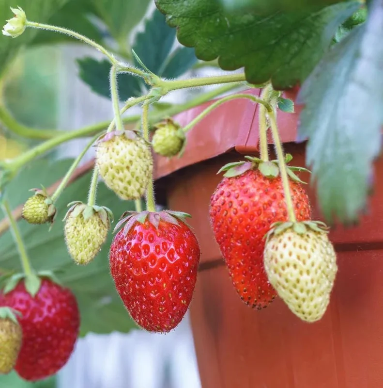 Everbearing Strawberry Live Plant – 3 Inch Pot – Sweet Edible Berries – Outdoor Everbearing Strawberry Live Plant – 3 Inch Pot – Sweet Edible Berries – Outdoor - Image 7