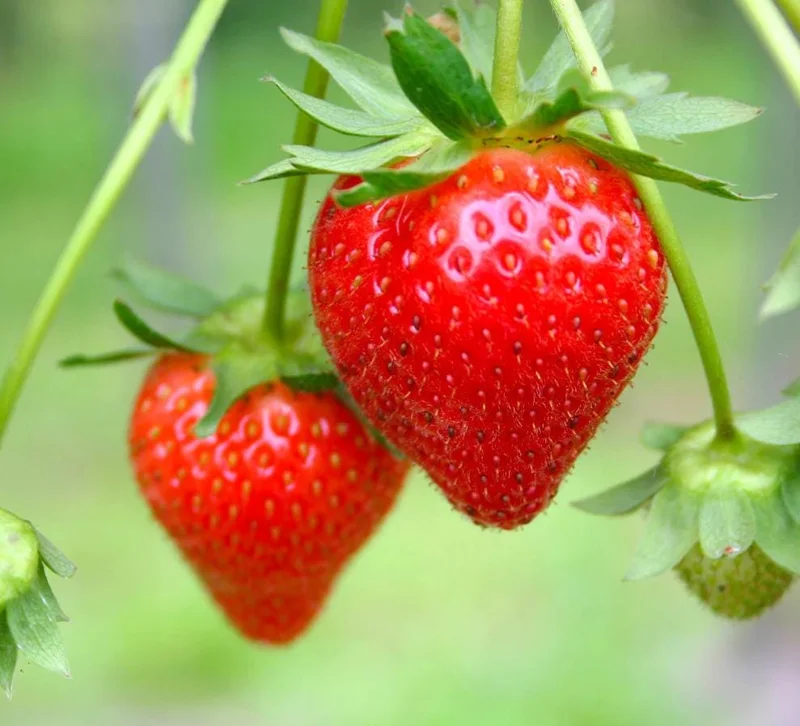 Everbearing Strawberry Live Plant – 3 Inch Pot – Sweet Edible Berries – Outdoor Everbearing Strawberry Live Plant – 3 Inch Pot – Sweet Edible Berries – Outdoor - Image 8