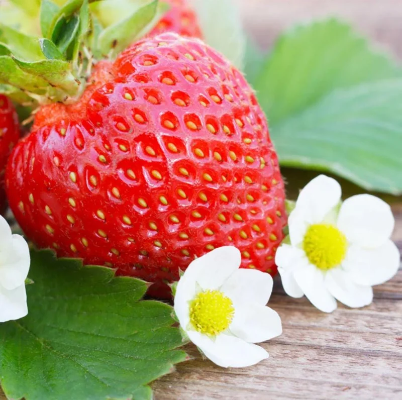 Everbearing Strawberry Live Plant – 3 Inch Pot – Sweet Edible Berries – Outdoor Everbearing Strawberry Live Plant – 3 Inch Pot – Sweet Edible Berries – Outdoor - Image 9