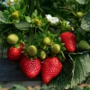 Everbearing Strawberry Live Plant – 3 Inch Pot – Sweet Edible Berries – Outdoor - Image 1