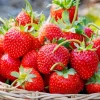 Everbearing Strawberry Live Plant – 4-6 Inch Tall, 3 Inch Pot – Outdoor - Image 1