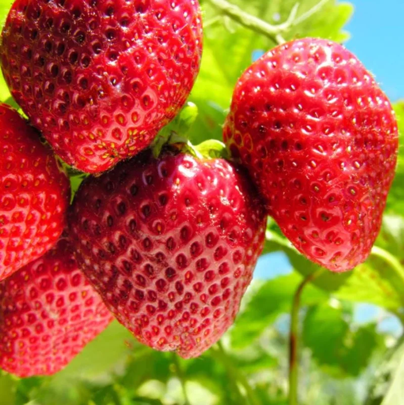 Everbearing Strawberry Live Plants - Set of 2, 3-Inch Pots, Edible Berries Everbearing Strawberry Live Plants - Set of 2, 3-Inch Pots, Edible Berries - Image 1