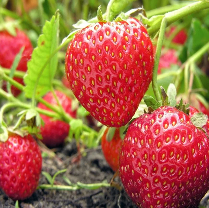 Everbearing Strawberry Live Plants - Set of 2, 3-Inch Pots, Edible Berries Everbearing Strawberry Live Plants - Set of 2, 3-Inch Pots, Edible Berries - Image 2