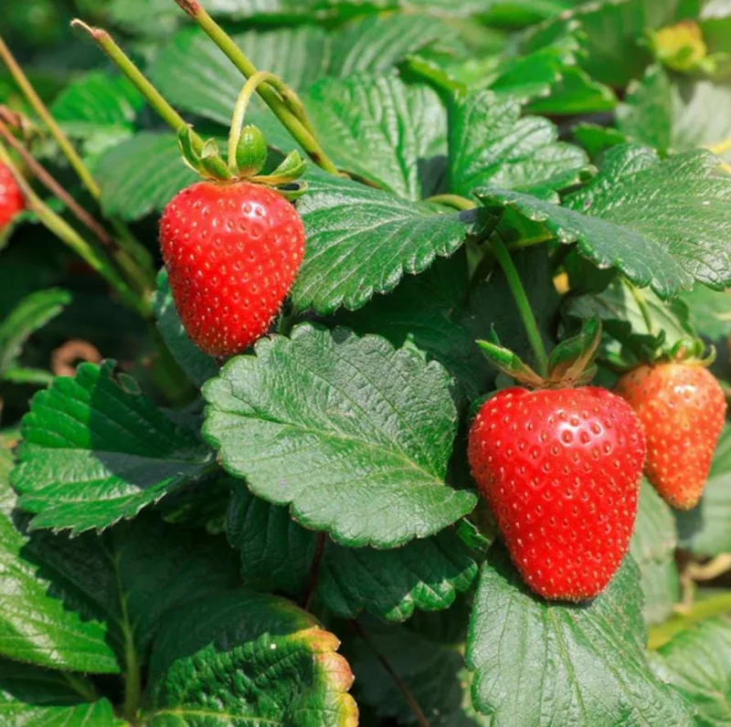 Everbearing Strawberry Live Plants - Set of 2, 3-Inch Pots, Edible Berries Everbearing Strawberry Live Plants - Set of 2, 3-Inch Pots, Edible Berries - Image 3