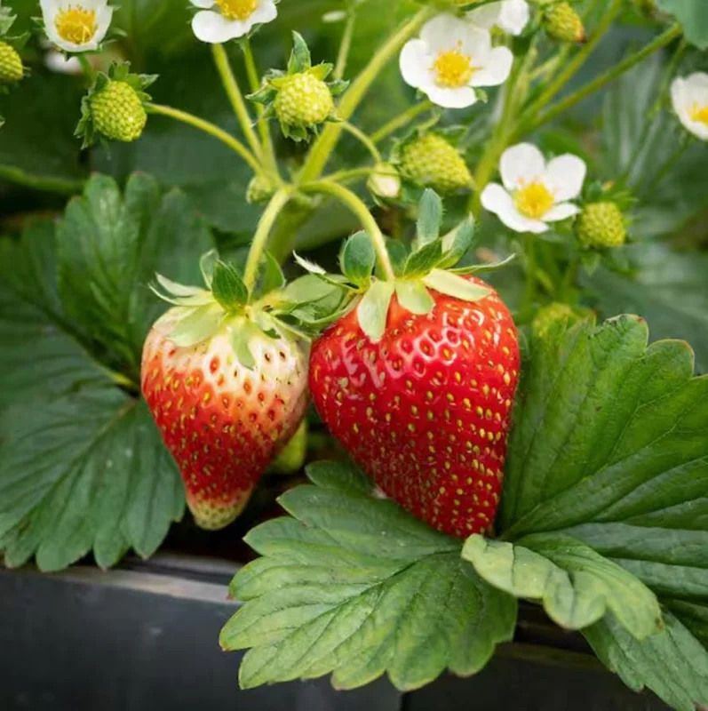 Everbearing Strawberry Live Plants - Set of 2, 3-Inch Pots, Edible Berries Everbearing Strawberry Live Plants - Set of 2, 3-Inch Pots, Edible Berries - Image 4