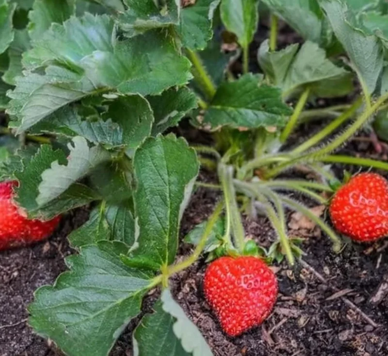 Everbearing Strawberry Live Plants - Set of 2, 3-Inch Pots, Edible Berries Everbearing Strawberry Live Plants - Set of 2, 3-Inch Pots, Edible Berries - Image 5