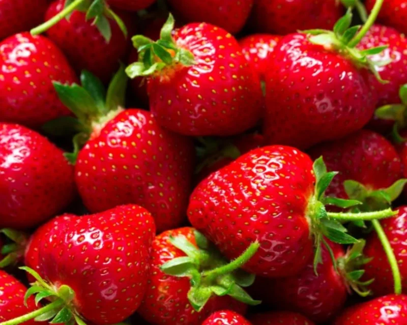 Everbearing Strawberry Live Plants - Set of 2, 3-Inch Pots, Edible Berries Everbearing Strawberry Live Plants - Set of 2, 3-Inch Pots, Edible Berries - Image 6