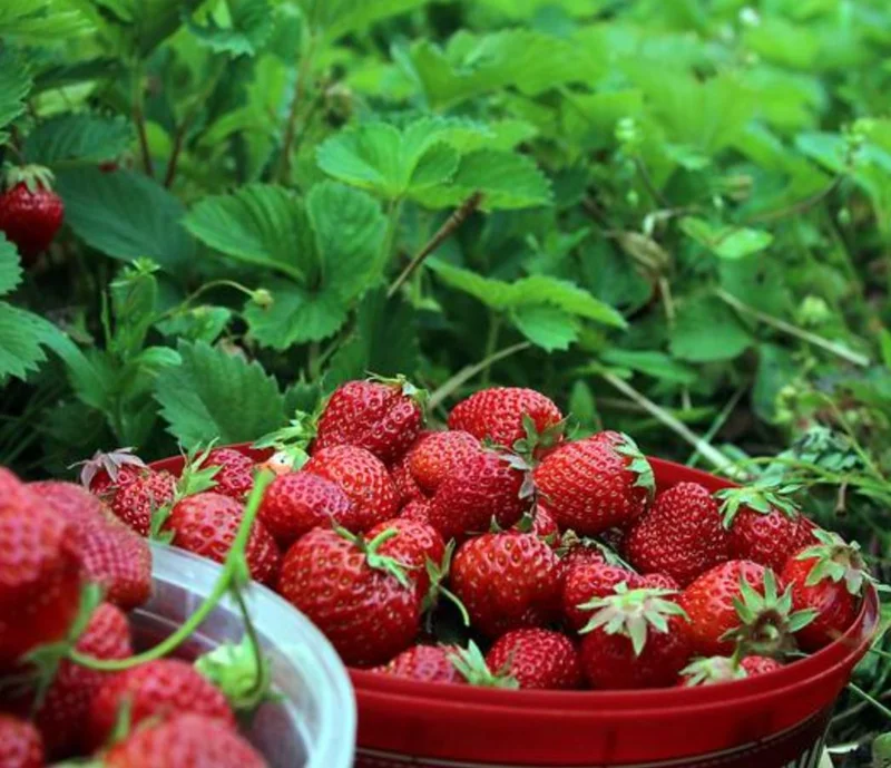 Everbearing Strawberry Live Plants - Set of 2, 3-Inch Pots, Edible Berries Everbearing Strawberry Live Plants - Set of 2, 3-Inch Pots, Edible Berries - Image 7