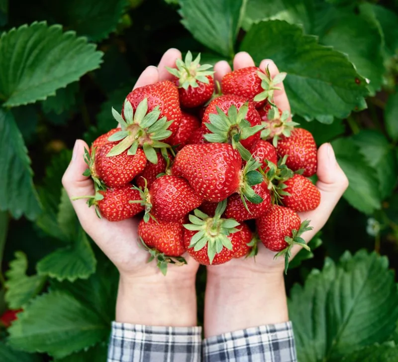 Everbearing Strawberry Live Plants - Set of 2, 3-Inch Pots, Edible Berries Everbearing Strawberry Live Plants - Set of 2, 3-Inch Pots, Edible Berries - Image 8