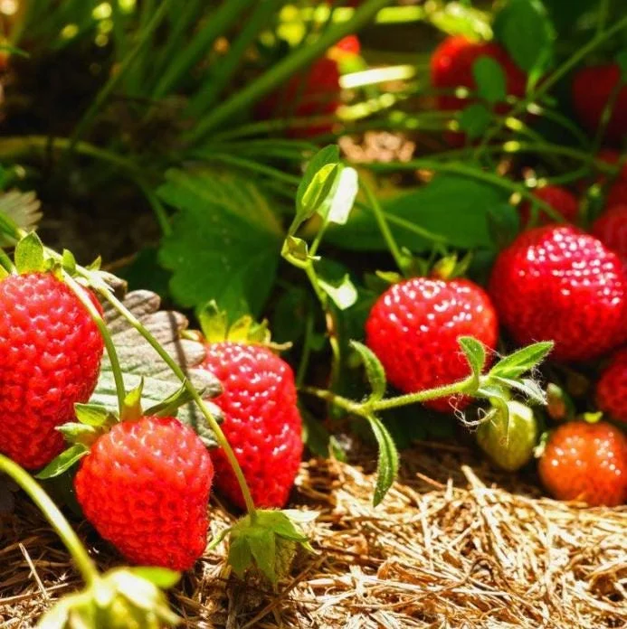 Everbearing Strawberry Live Plants - Set of 2, 3-Inch Pots, Edible Berries Everbearing Strawberry Live Plants - Set of 2, 3-Inch Pots, Edible Berries - Image 9