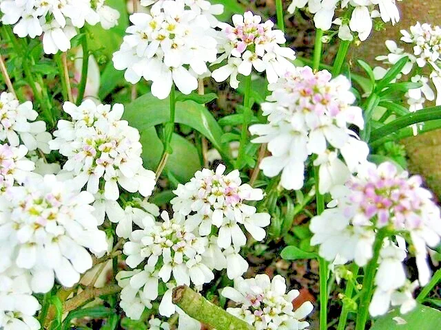 Evergreen Candytuft Seeds - 100 Snow White Perennial Flower Seeds - Image 2