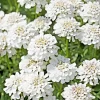 Evergreen Candytuft Seeds - 100 Snow White Perennial Flower Seeds - Image 1