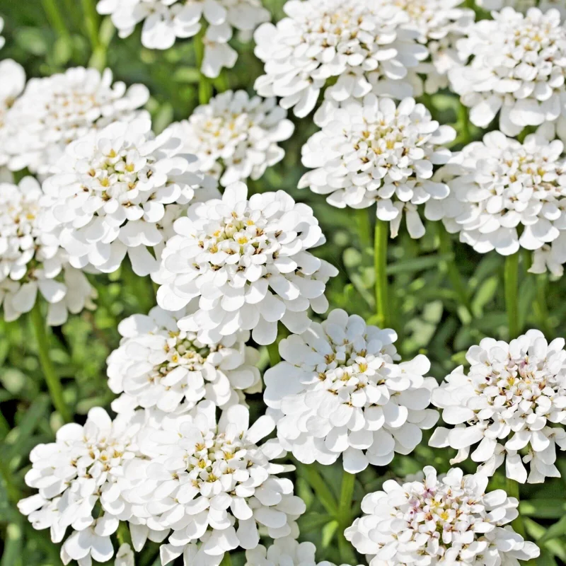 Evergreen Candytuft Seeds - 100 Snow White Perennial Flower Seeds - Image 1