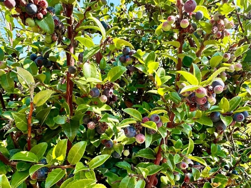 Evergreen Huckleberry Live Plant Set - 2 Pack Vaccinium ovatum - 3-7" Tall - 3" Pots, Edible Berries, Outdoor Shrub Evergreen Huckleberry Live Plant Set - 2 Pack Vaccinium ovatum - 3-7" Tall - 3" Pots, Edible Berries, Outdoor Shrub - Image 2