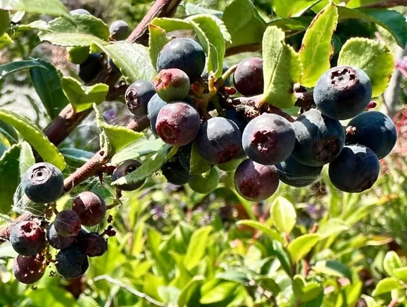Evergreen Huckleberry Live Plant Set - 2 Pack Vaccinium ovatum - 3-7" Tall - 3" Pots, Edible Berries, Outdoor Shrub Evergreen Huckleberry Live Plant Set - 2 Pack Vaccinium ovatum - 3-7" Tall - 3" Pots, Edible Berries, Outdoor Shrub - Image 3