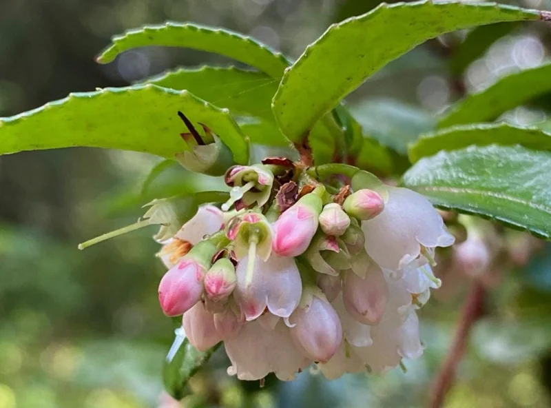 Evergreen Huckleberry Live Plant Set - 2 Pack Vaccinium ovatum - 3-7" Tall - 3" Pots, Edible Berries, Outdoor Shrub Evergreen Huckleberry Live Plant Set - 2 Pack Vaccinium ovatum - 3-7" Tall - 3" Pots, Edible Berries, Outdoor Shrub - Image 4