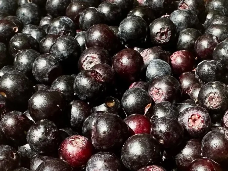 Evergreen Huckleberry Live Plant Set - 2 Pack Vaccinium ovatum - 3-7" Tall - 3" Pots, Edible Berries, Outdoor Shrub Evergreen Huckleberry Live Plant Set - 2 Pack Vaccinium ovatum - 3-7" Tall - 3" Pots, Edible Berries, Outdoor Shrub - Image 5