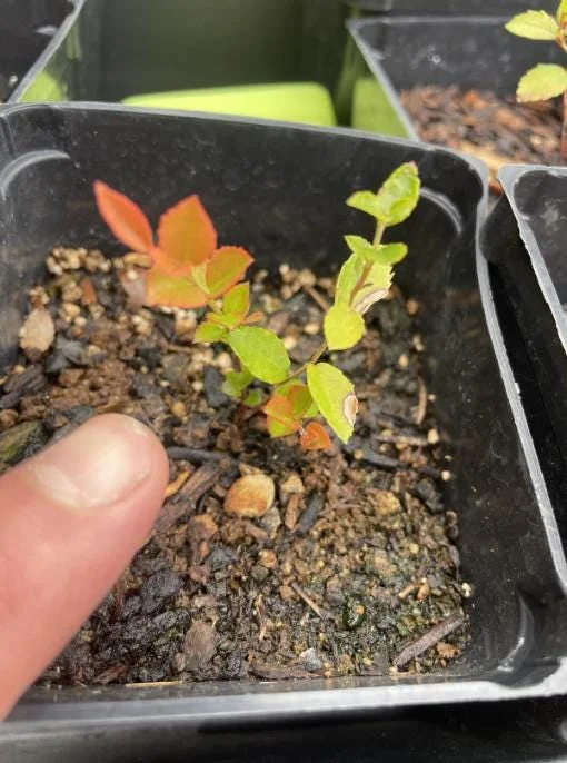 Evergreen Huckleberry Live Plant Set - 2 Pack Vaccinium ovatum - 3-7" Tall - 3" Pots, Edible Berries, Outdoor Shrub Evergreen Huckleberry Live Plant Set - 2 Pack Vaccinium ovatum - 3-7" Tall - 3" Pots, Edible Berries, Outdoor Shrub - Image 6