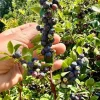 Evergreen Huckleberry Live Plant Set - 2 Pack Vaccinium ovatum - 3-7" Tall - 3" Pots, Edible Berries, Outdoor Shrub Evergreen Huckleberry Live Plant Set - 2 Pack Vaccinium ovatum - 3-7" Tall - 3" Pots, Edible Berries, Outdoor Shrub - Image 1
