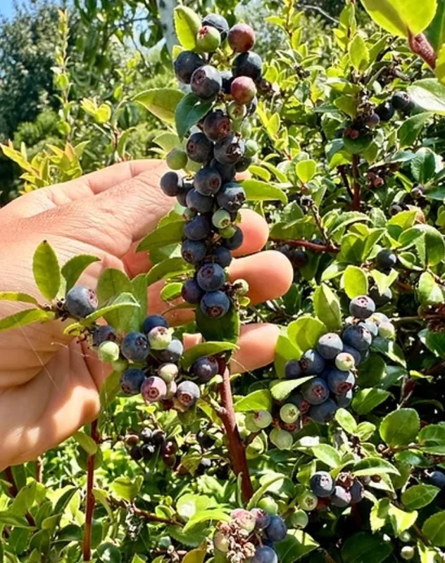 Evergreen Huckleberry Live Plant Set - 2 Pack Vaccinium ovatum - 3-7" Tall - 3" Pots, Edible Berries, Outdoor Shrub Evergreen Huckleberry Live Plant Set - 2 Pack Vaccinium ovatum - 3-7" Tall - 3" Pots, Edible Berries, Outdoor Shrub - Image 1