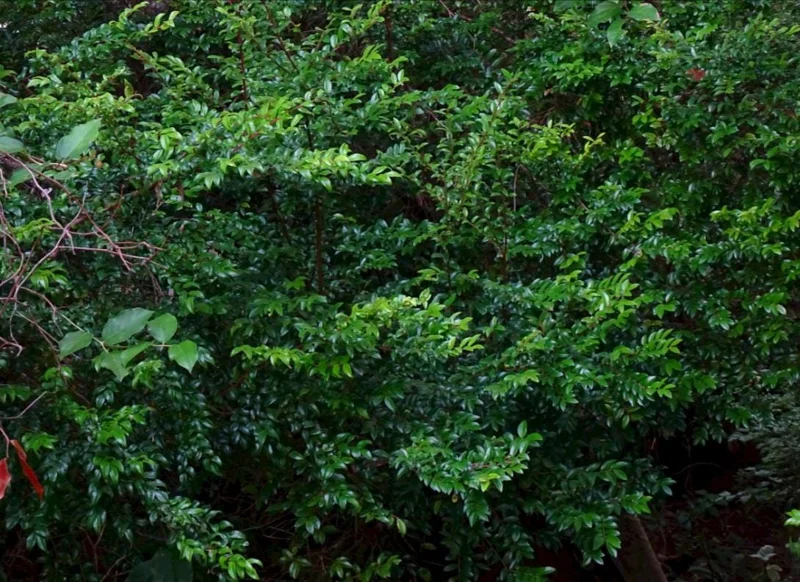 Evergreen Huckleberry Live Plant - Set of 6, Vaccinium ovatum, 3-7 Inch Tall, 3 Inch Pots, Edible Berries, Outdoor Shrub - Image 2