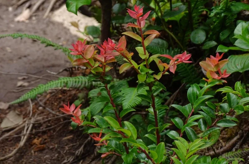Evergreen Huckleberry Live Plant - Set of 6, Vaccinium ovatum, 3-7 Inch Tall, 3 Inch Pots, Edible Berries, Outdoor Shrub Evergreen Huckleberry Live Plant - Set of 6, Vaccinium ovatum, 3-7 Inch Tall, 3 Inch Pots, Edible Berries, Outdoor Shrub - Image 3