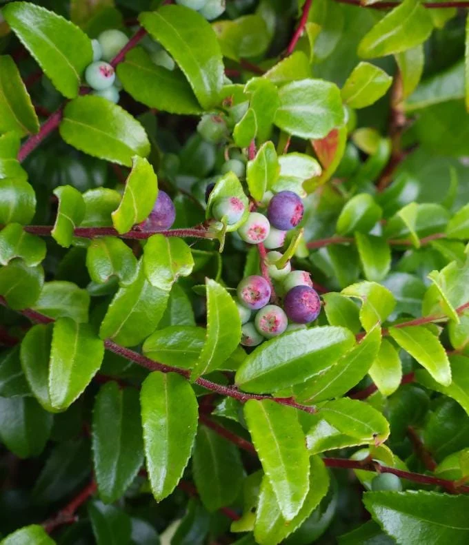Evergreen Huckleberry Live Plant - Set of 6, Vaccinium ovatum, 3-7 Inch Tall, 3 Inch Pots, Edible Berries, Outdoor Shrub Evergreen Huckleberry Live Plant - Set of 6, Vaccinium ovatum, 3-7 Inch Tall, 3 Inch Pots, Edible Berries, Outdoor Shrub - Image 4