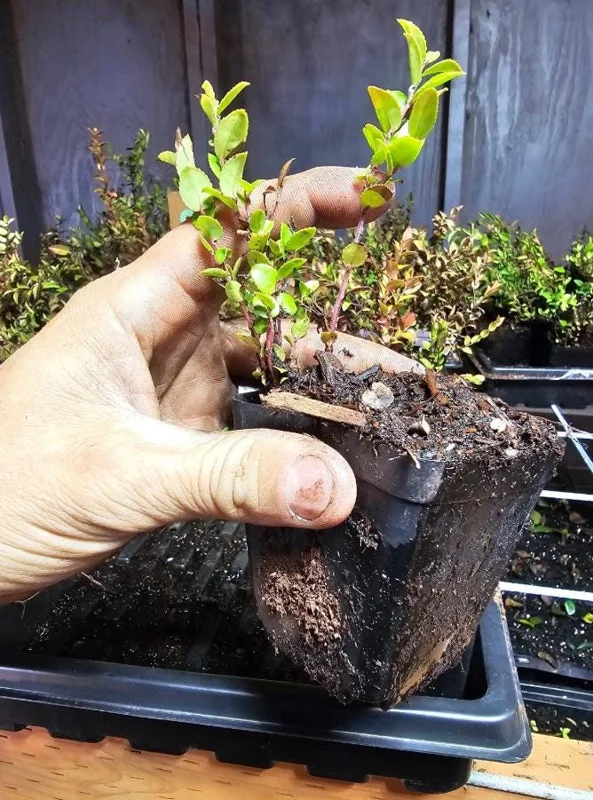Evergreen Huckleberry Live Plant - Set of 6, Vaccinium ovatum, 3-7 Inch Tall, 3 Inch Pots, Edible Berries, Outdoor Shrub Evergreen Huckleberry Live Plant - Set of 6, Vaccinium ovatum, 3-7 Inch Tall, 3 Inch Pots, Edible Berries, Outdoor Shrub - Image 5