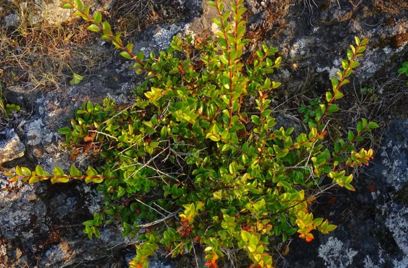 Evergreen Huckleberry Live Plant - Set of 6, Vaccinium ovatum, 3-7 Inch Tall, 3 Inch Pots, Edible Berries, Outdoor Shrub Evergreen Huckleberry Live Plant - Set of 6, Vaccinium ovatum, 3-7 Inch Tall, 3 Inch Pots, Edible Berries, Outdoor Shrub - Image 6