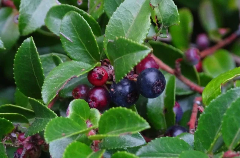 Evergreen Huckleberry Live Plant - Set of 6, Vaccinium ovatum, 3-7 Inch Tall, 3 Inch Pots, Edible Berries, Outdoor Shrub Evergreen Huckleberry Live Plant - Set of 6, Vaccinium ovatum, 3-7 Inch Tall, 3 Inch Pots, Edible Berries, Outdoor Shrub - Image 7